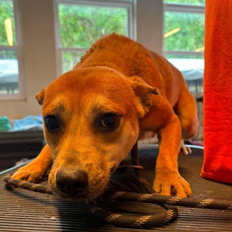 An adult small-sized male Mixed Breed dog named Cricket for adoption in Huntington, WV