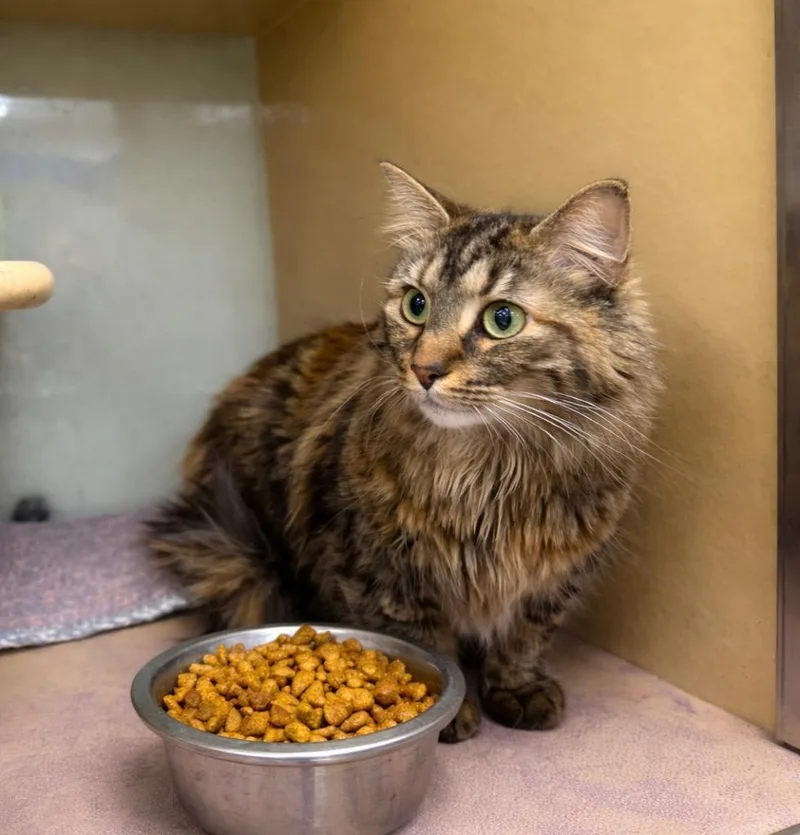 Leonine Misbeegotten