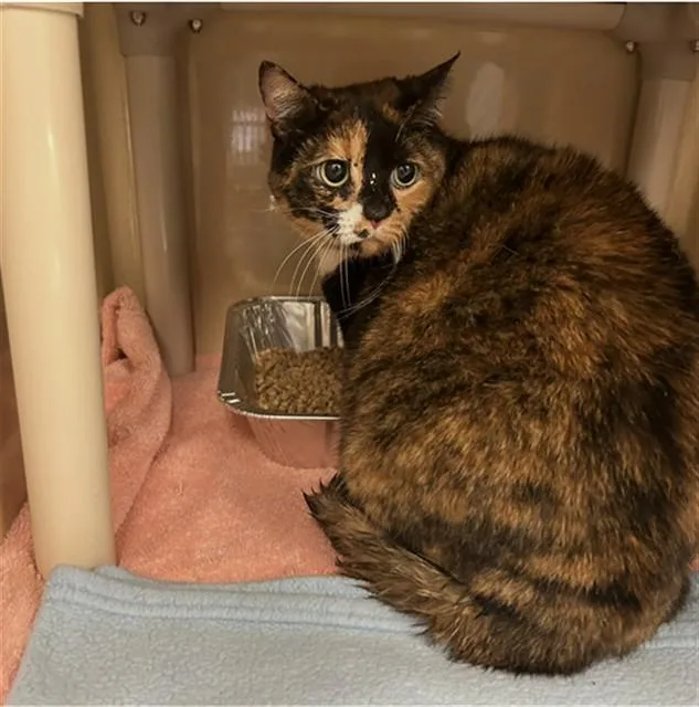 An adult large-sized female Domestic Short Hair cat named Callie for adoption in Lincolnton, NC