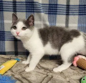 A young medium-sized male Domestic Short Hair cat named Alvin for adoption in Bucyrus, OH