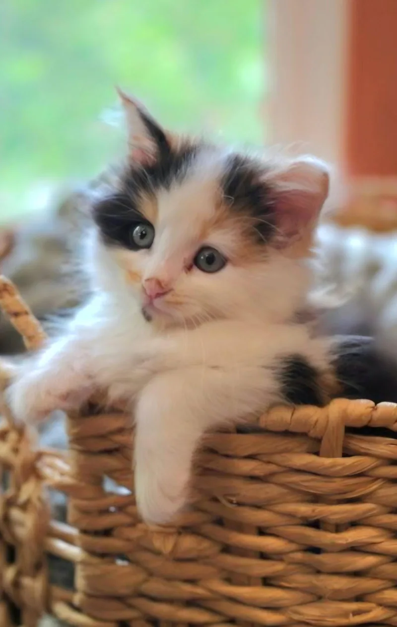 A baby medium-sized female Calico cat named Laffy for adoption in Campbell, CA