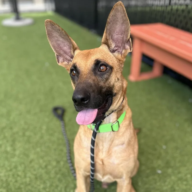 An adult medium-sized male Brown / Chocolate Mixed Breed dog named Mongo for adoption in Washington Township, OH