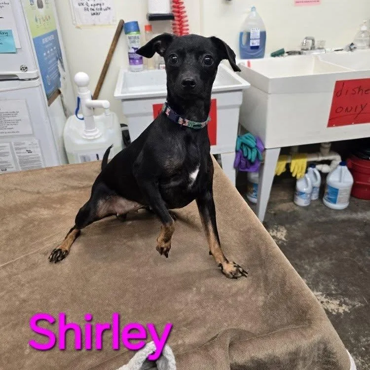 An adult small-sized female Bicolor Chihuahua dog named Shirley for adoption in Saint Marys, PA
