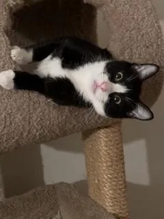 A young medium-sized male Black & White / Tuxedo Domestic Short Hair cat named Billy Bob for adoption in Parlier, CA