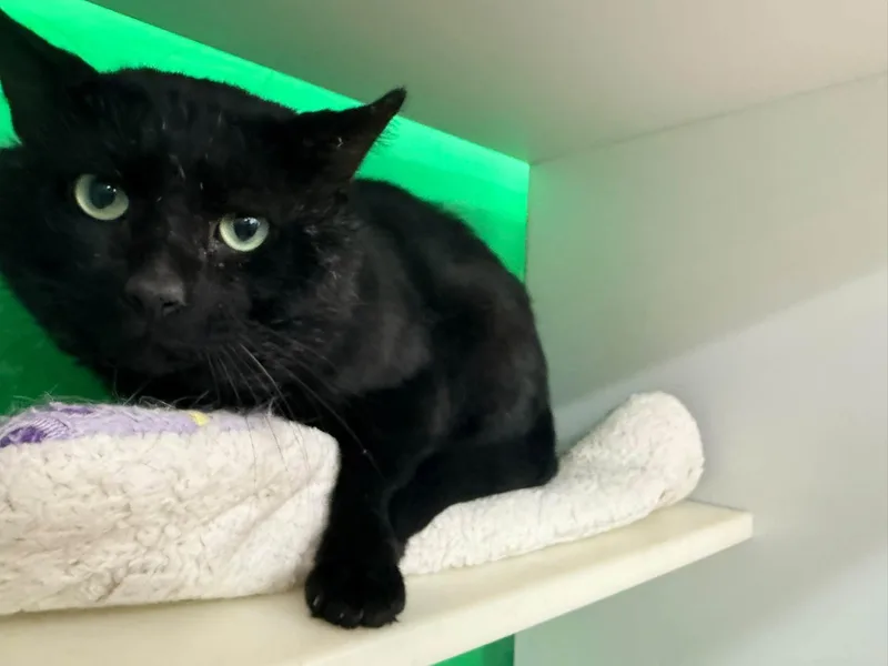 A young medium-sized male Black Domestic Short Hair cat named Hank Hill for adoption in Cleveland, OH
