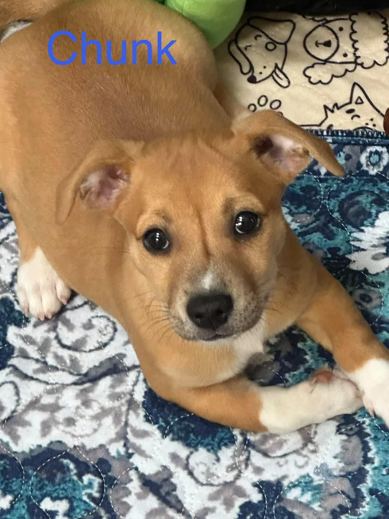 A baby small-sized male Chihuahua dog named Chunk for adoption in Virginia Beach, VA