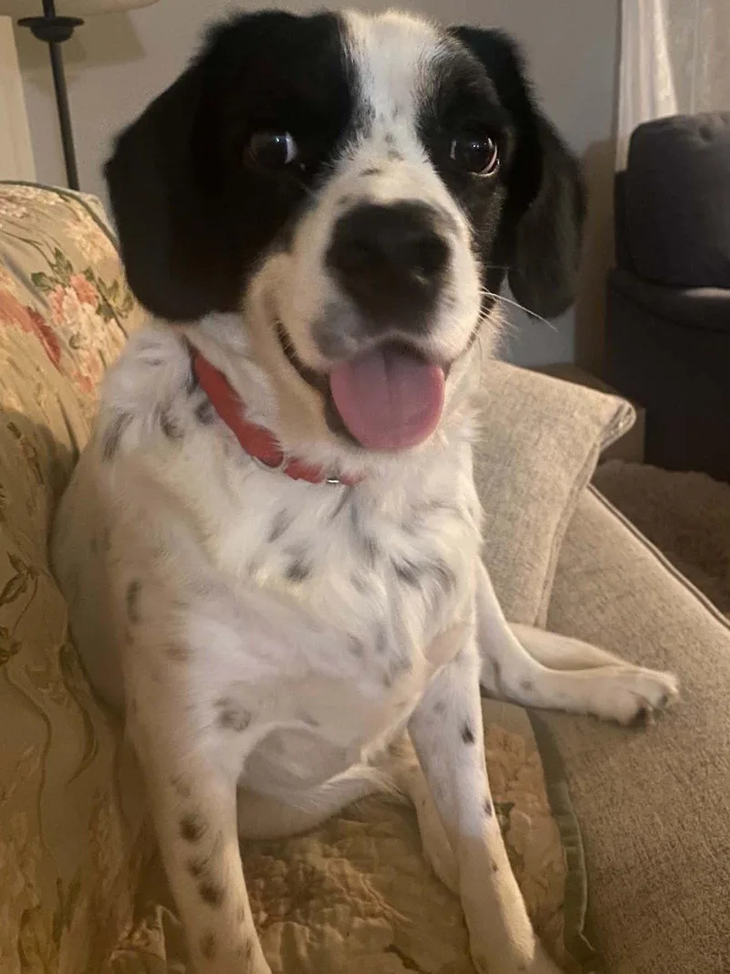 An adult medium-sized male Pointer dog named Buddy II COURTESY LISTING for adoption in Cookeville, TN