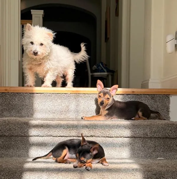 A baby small-sized female Chihuahua dog named Princess Donut for adoption in Novato, CA