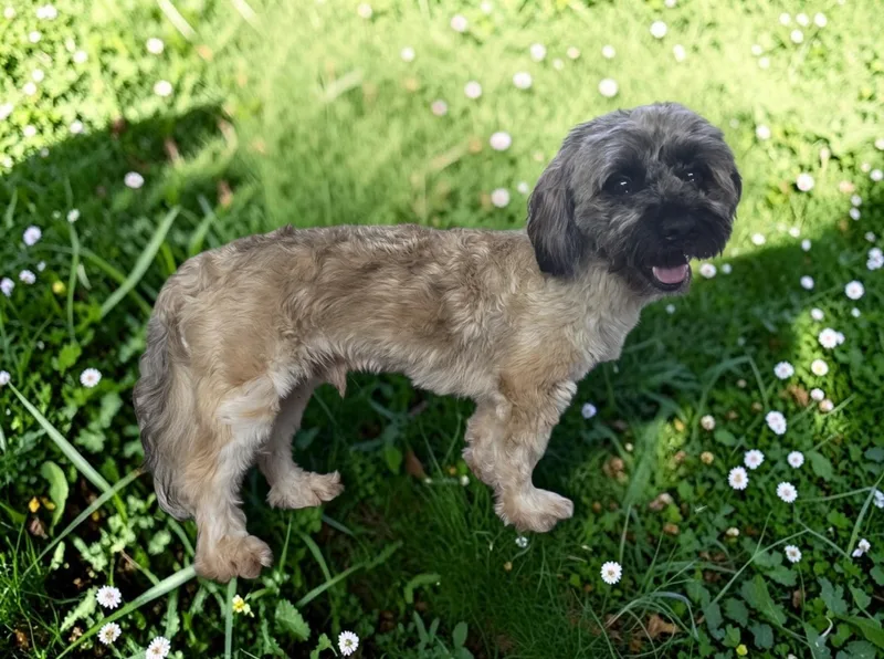 An adult small-sized male Yellow / Tan / Blond / Fawn Maltipoo dog named Jack for adoption in Dallas, GA