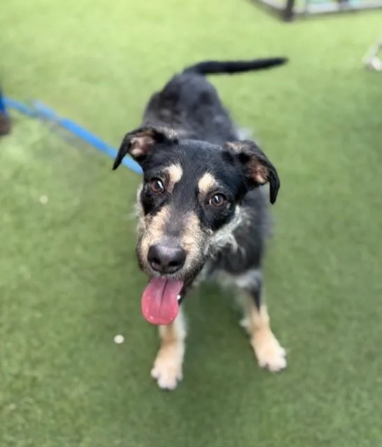 A young large-sized male Mixed Breed dog named Bray for adoption in Dallas, TX
