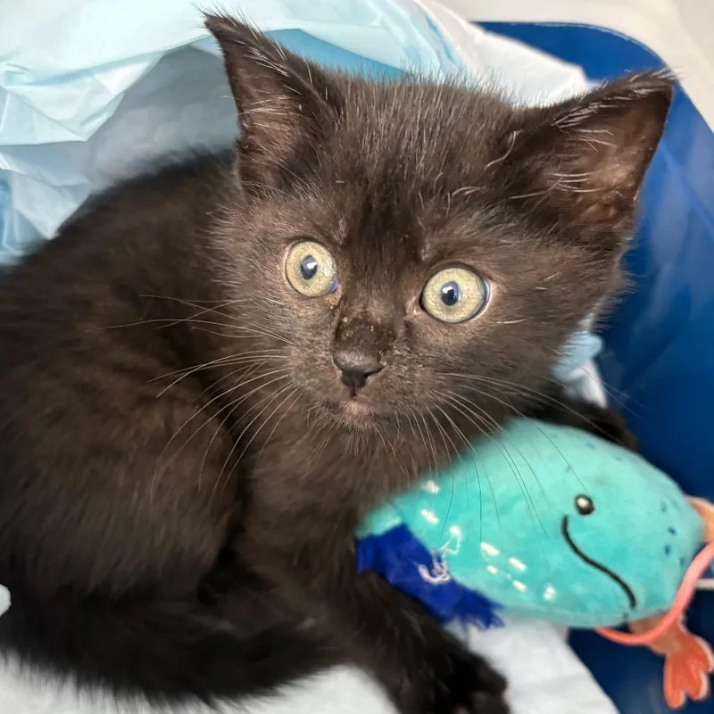 A baby small-sized female Domestic Short Hair cat named Elvira for adoption in Cumming, GA