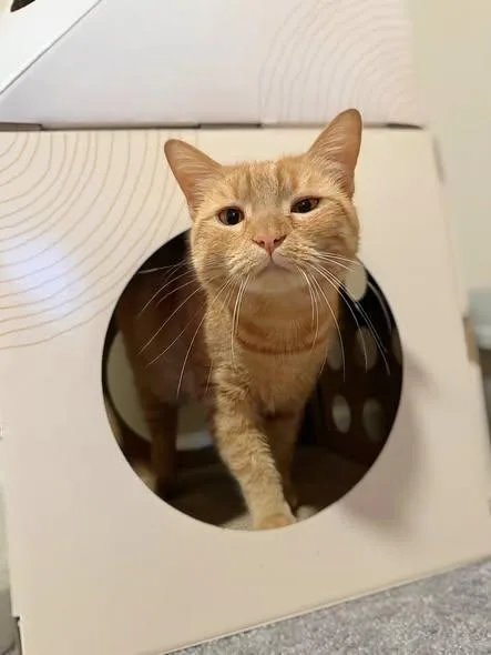 An adult medium-sized male Orange / Red Domestic Short Hair cat named Goldy for adoption in Reading, PA