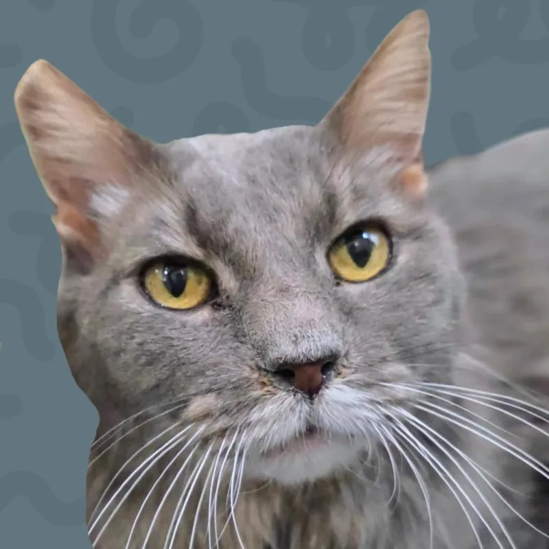 A senior large-sized male Domestic Short Hair cat named Grey Boy for adoption in Reno, NV