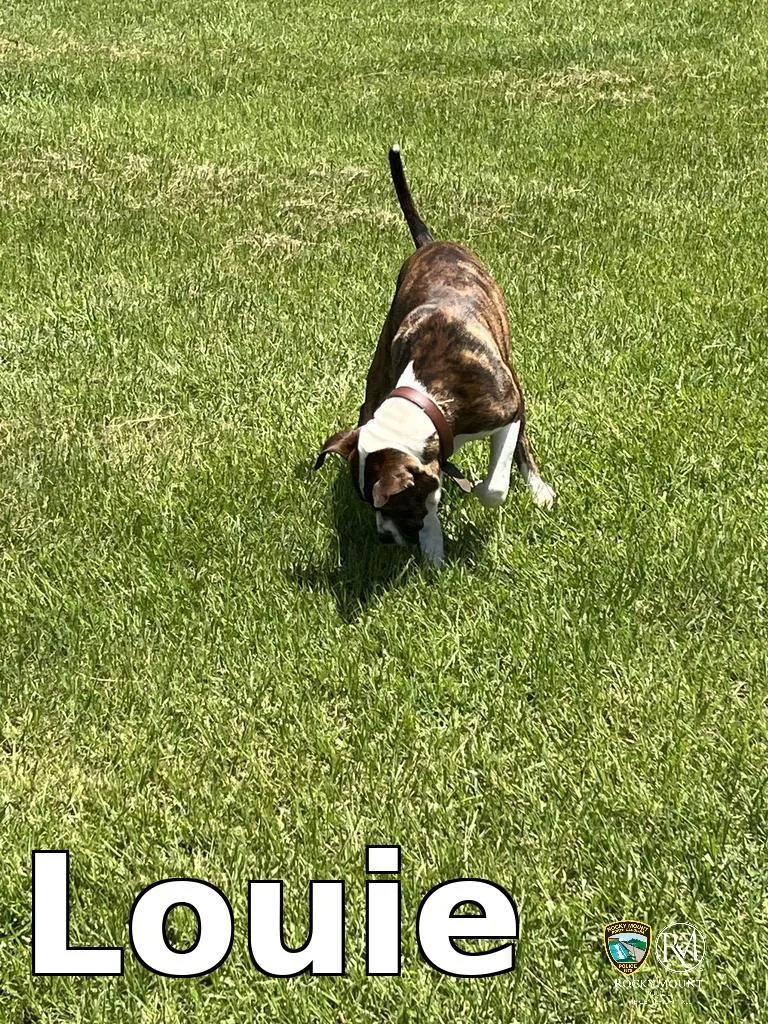 Louie