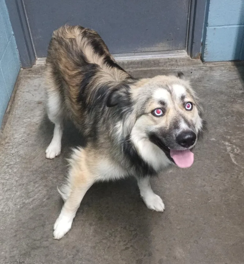 An adult medium-sized female Tricolor (Brown, Black, & White) Australian Shepherd dog named Alexis for adoption in Evansville, IN