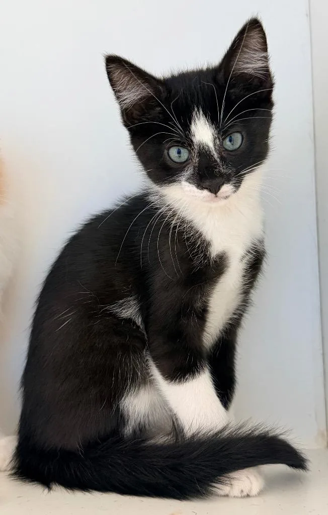 A baby small-sized female Domestic Short Hair cat named Funyun for adoption in Newcastle, OK