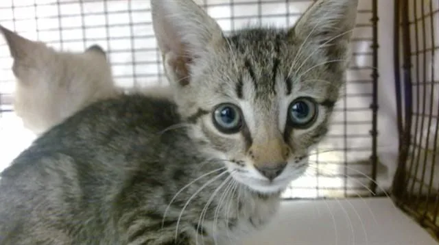 A baby small-sized female Domestic Short Hair cat named Spicy Pepper for adoption in Miami, FL