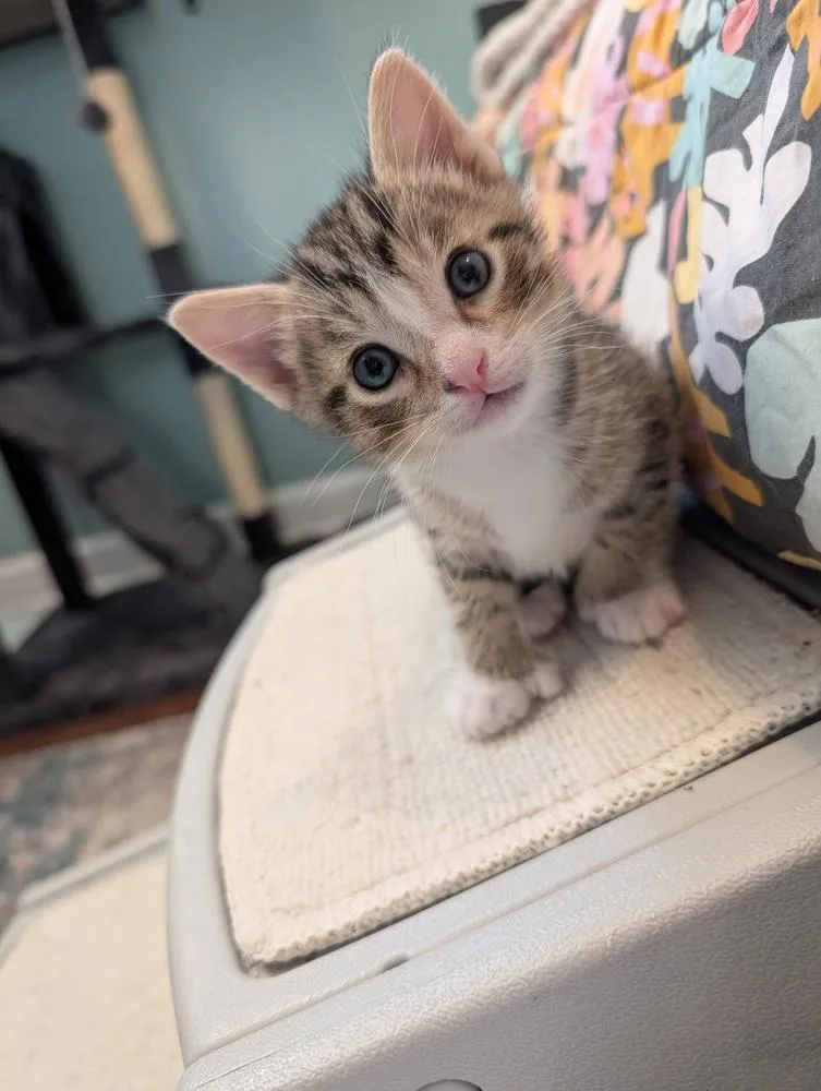 A baby small-sized male Gray / Blue / Silver Tabby cat named Leo for adoption in Chicago, IL