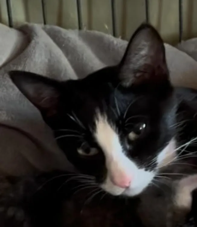 A young medium-sized female Domestic Short Hair cat named Gnocchi for adoption in Sneads Ferry, NC