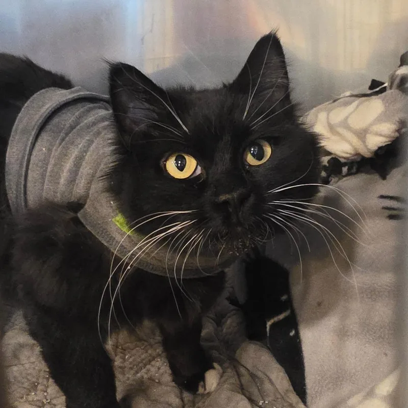 Luna Tuna thumbnail 2