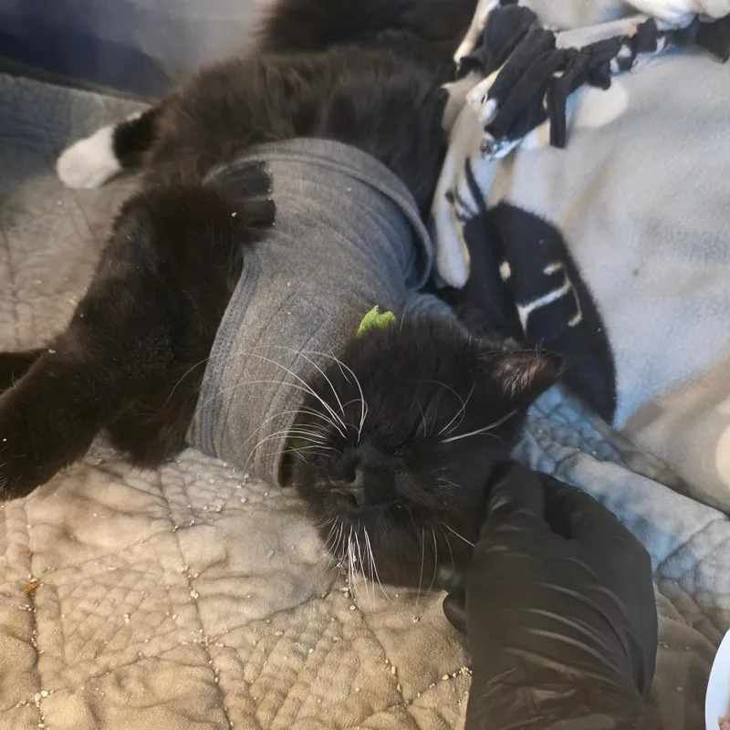 Luna Tuna thumbnail 3