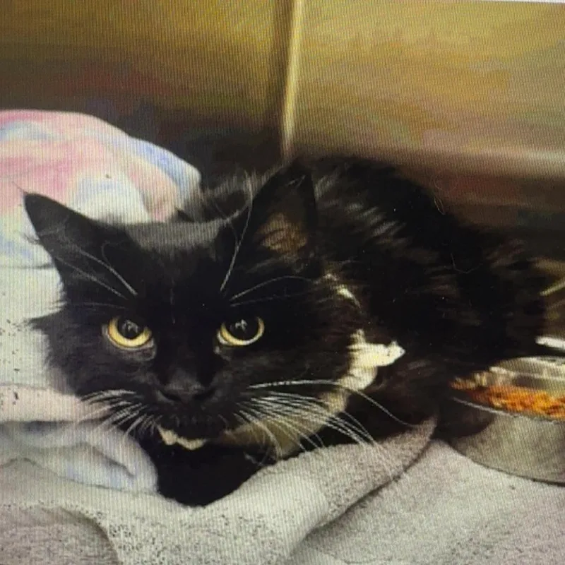 Luna Tuna thumbnail 4