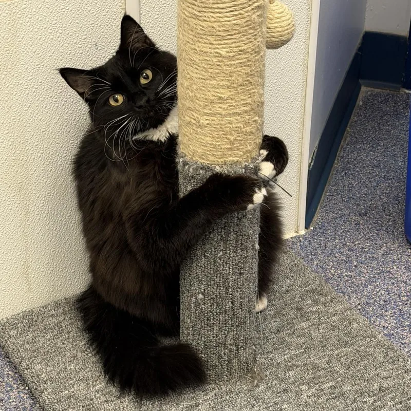 Luna Tuna thumbnail 5