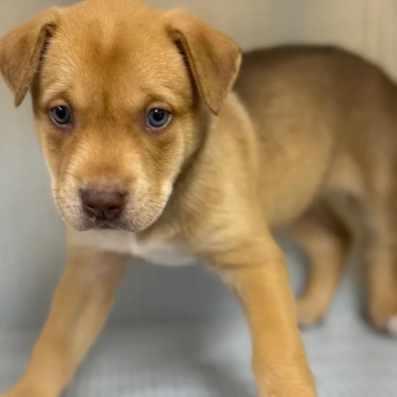 A baby small-sized male Brown / Chocolate Mixed Breed dog named Cleveland for adoption in Pauls Valley, OK