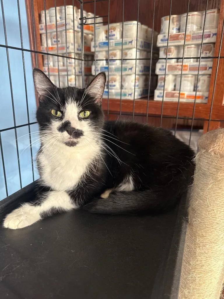 A senior large-sized male Domestic Short Hair cat named Tux for adoption in Fort Worth, TX