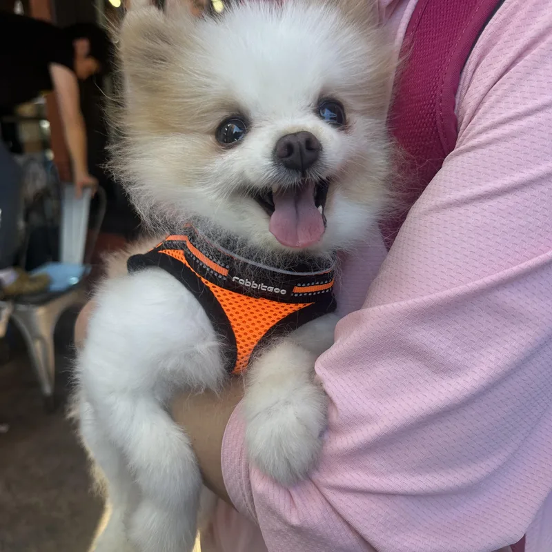 A baby small-sized male Apricot / Beige Pomeranian dog named Honey for adoption in Van Nuys, CA