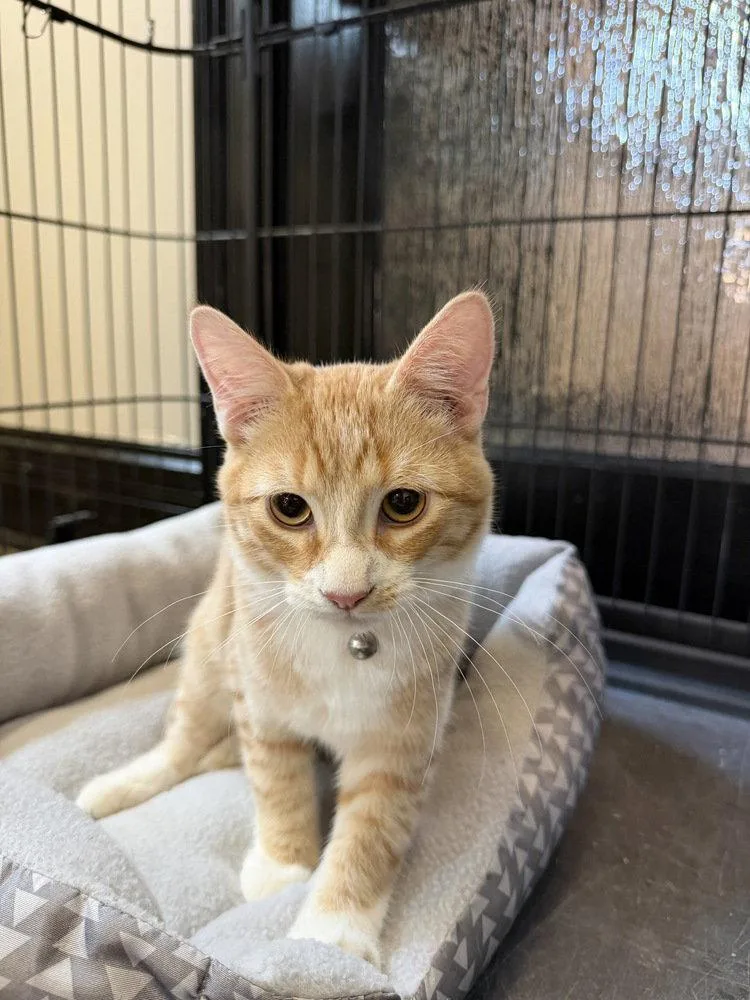 A baby small-sized male Orange & White Domestic Short Hair cat named Panna Cotta for adoption in O'Fallon, MO