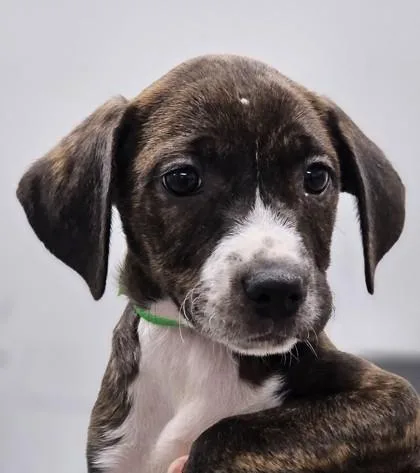 A baby small-sized male Mixed Breed dog named Coco Puffs for adoption in West Chester, PA