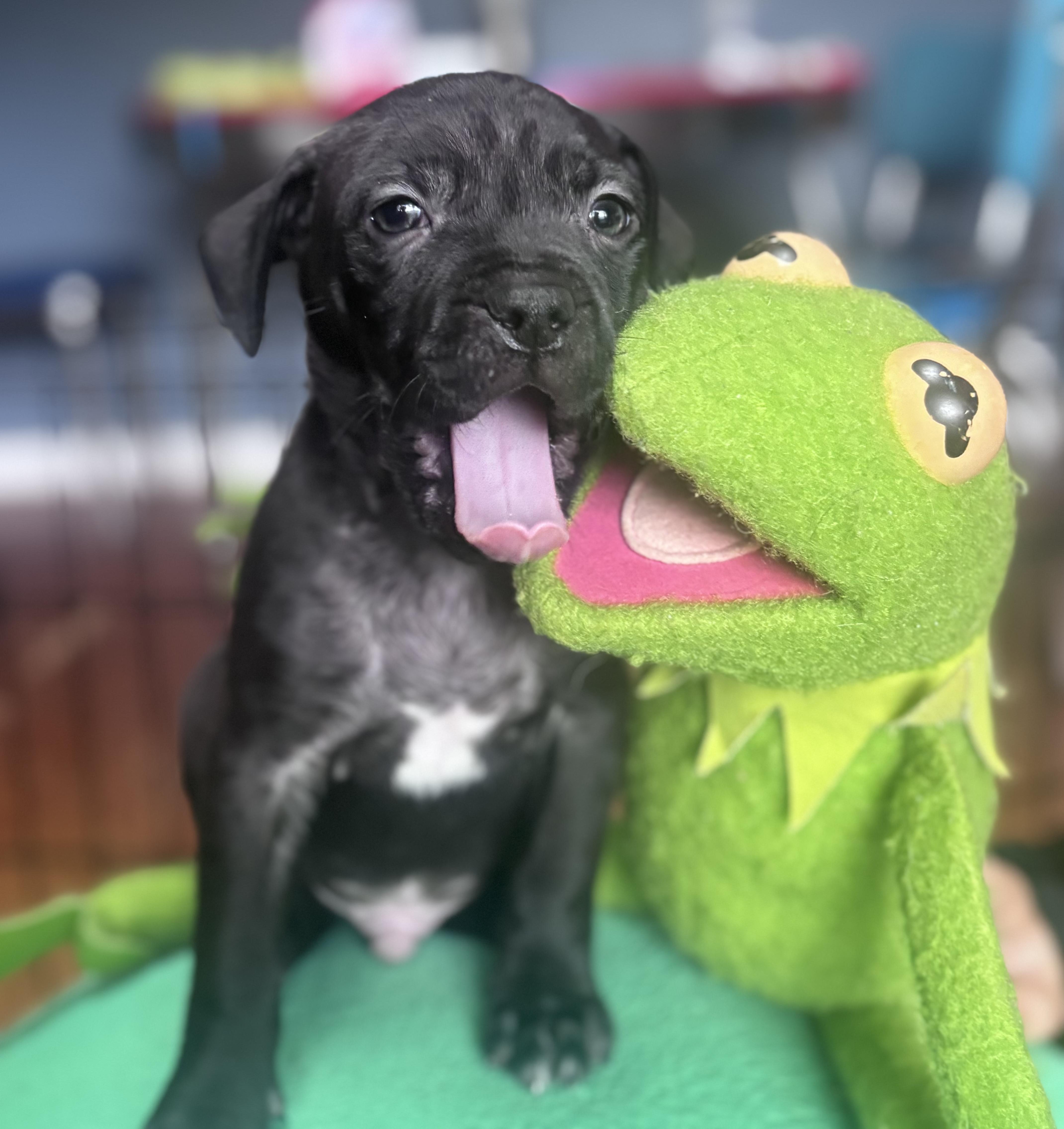 Froggy Little Rascals  thumbnail 2