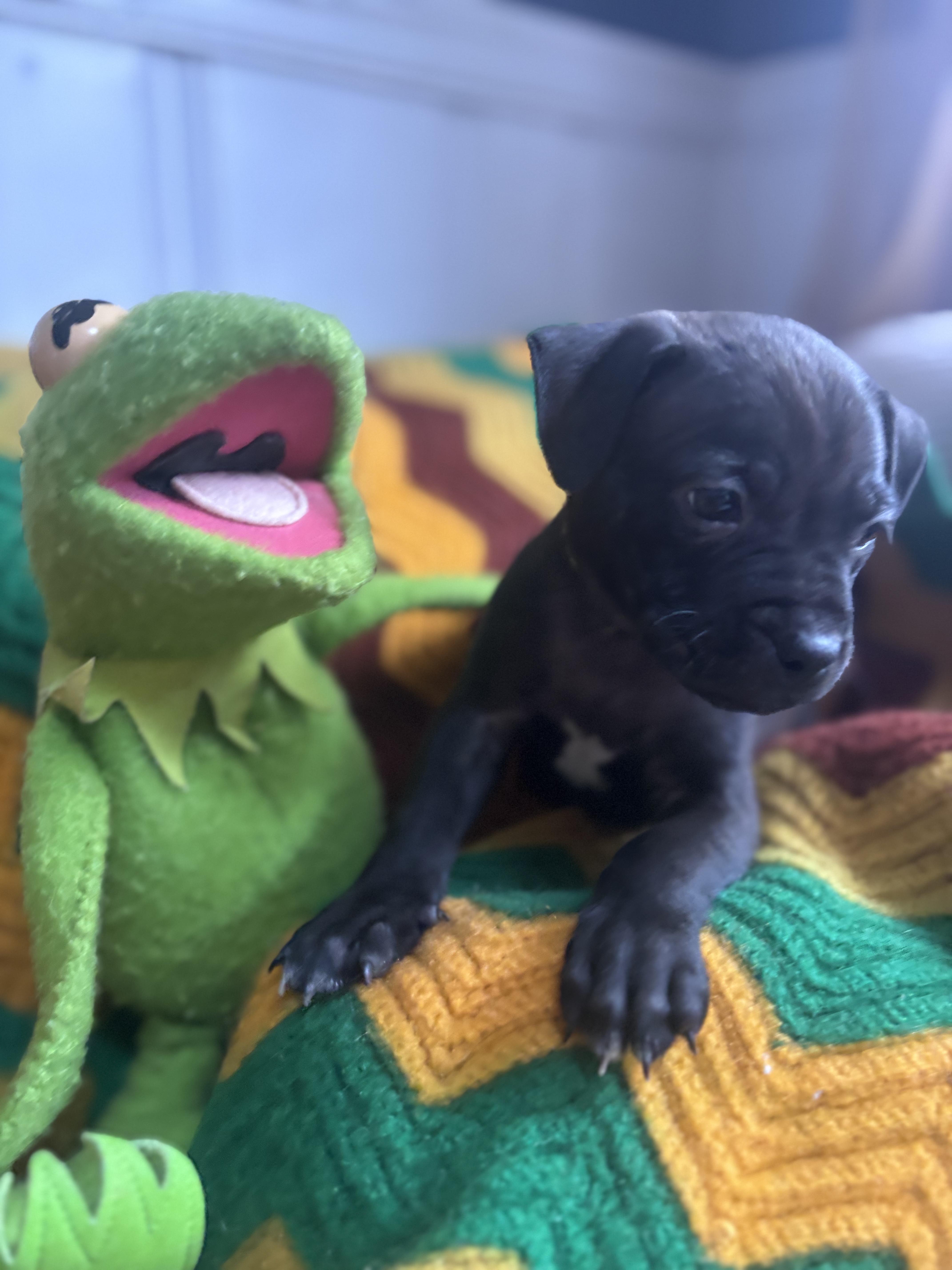 Froggy Little Rascals  thumbnail 3