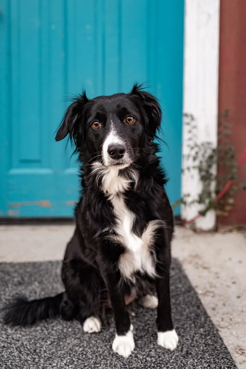 An adult medium-sized female Australian Shepherd dog named 946-25(Daisy) for adoption in Brighton, CO