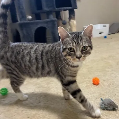 Tai Lung