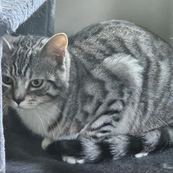 Tai Lung thumbnail 3