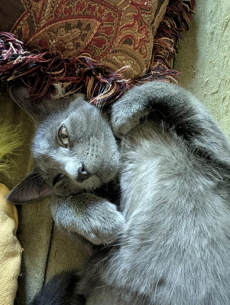 A baby small-sized female Gray / Blue / Silver Domestic Short Hair cat named Avocado for adoption in St. Paul Park, MN