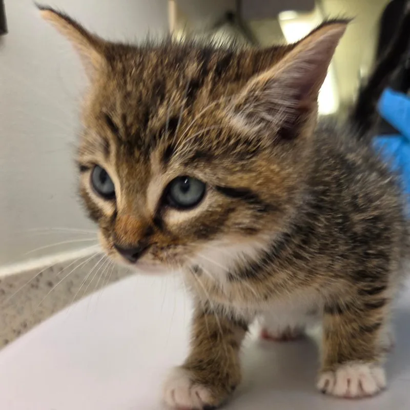 A baby small-sized male Gray / Blue / Silver Domestic Short Hair cat named Jeremy for adoption in Auburn, AL