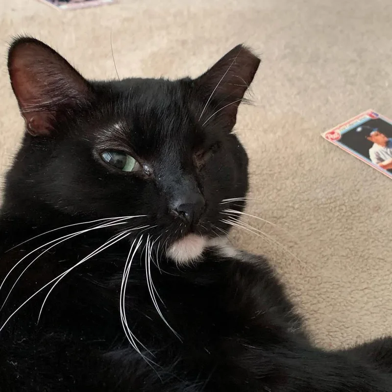 A senior medium-sized female Black & White / Tuxedo Domestic Short Hair cat named Minnie for adoption in Oviedo, FL