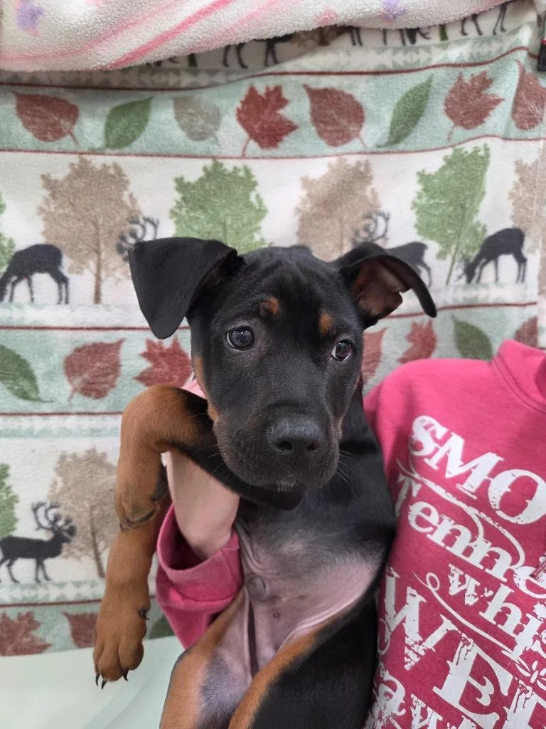 A baby medium-sized male Rottweiler dog named Smith for adoption in Brookings, OR