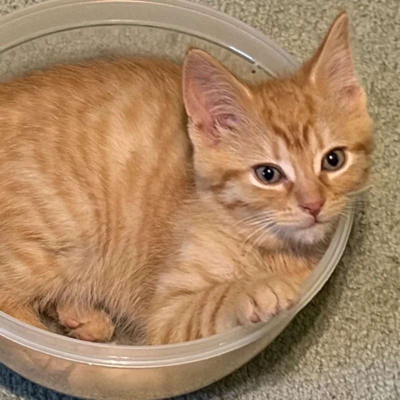 A baby small-sized male Orange / Red Domestic Short Hair cat named Marmalade Westie for adoption in Eaton Rapids, MI
