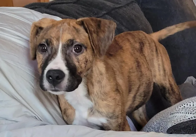 A baby medium-sized female Brindle Boxer dog named Dixie for adoption in Byron, IL