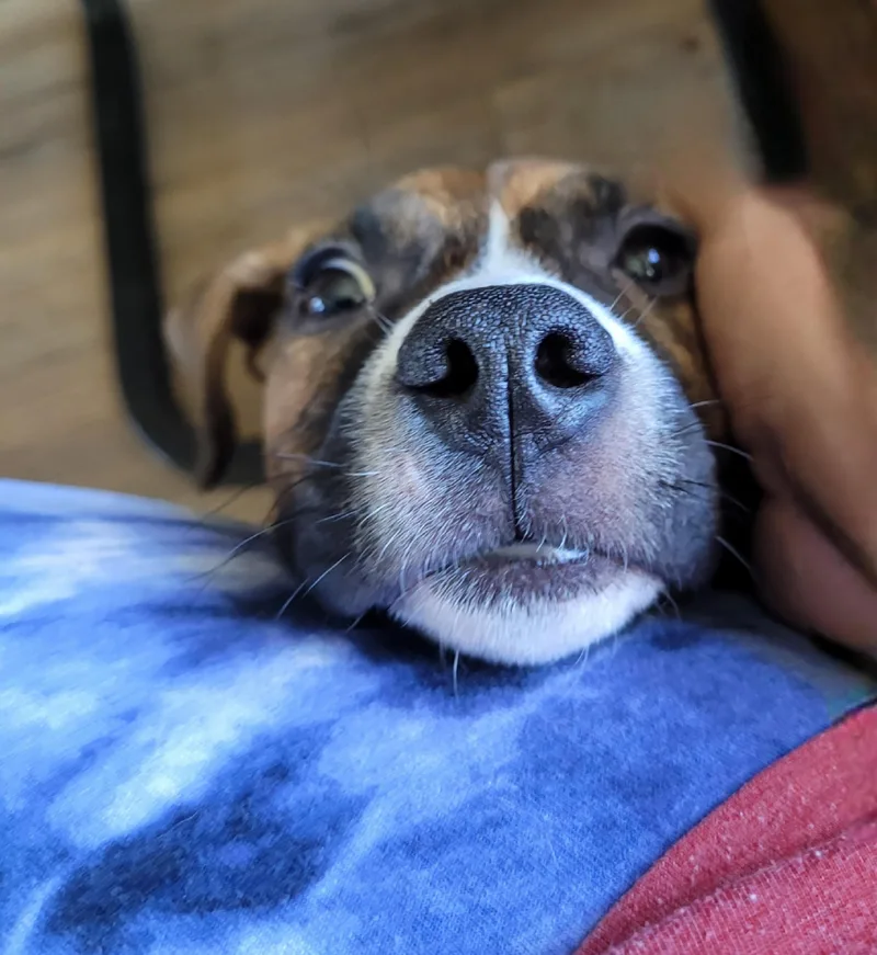 Dixie thumbnail 2