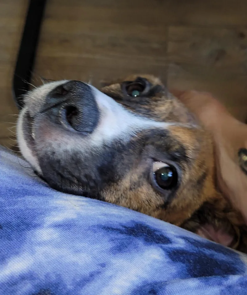 Dixie thumbnail 5