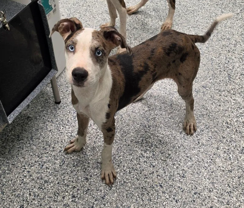 A baby small-sized male Terrier dog named Devin for adoption in Athens, TN