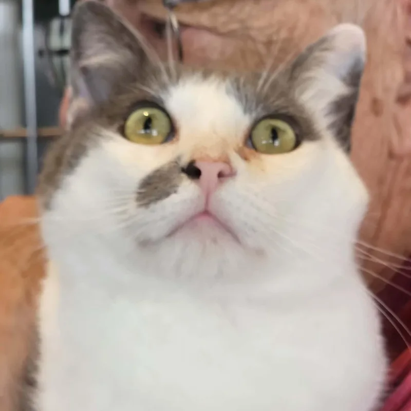 Gojo