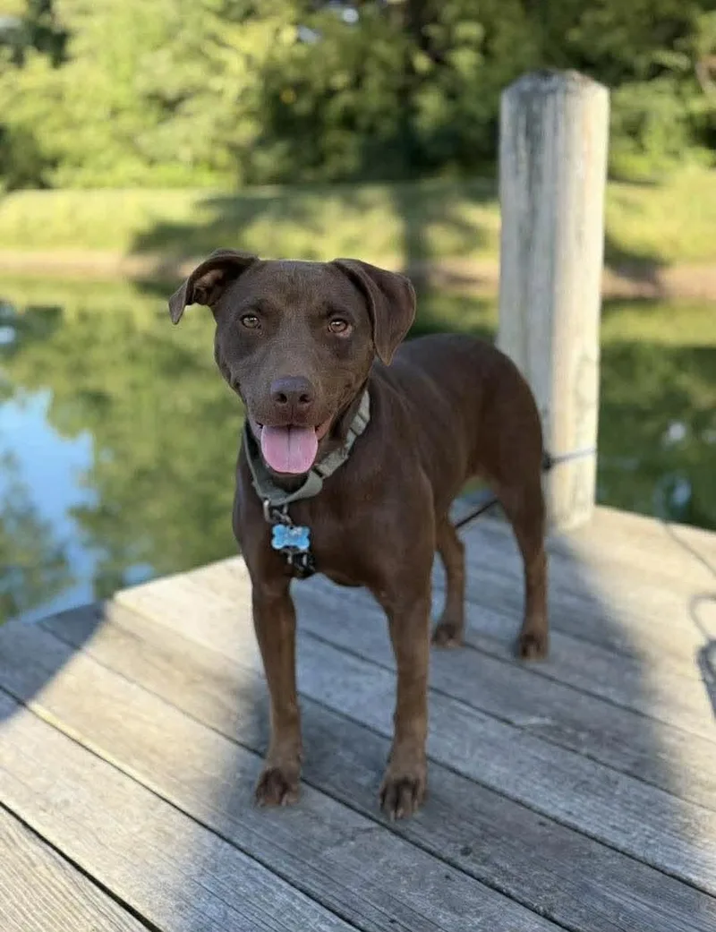 A young medium-sized female Mixed Breed dog named Brownie for adoption in Northwood, NH
