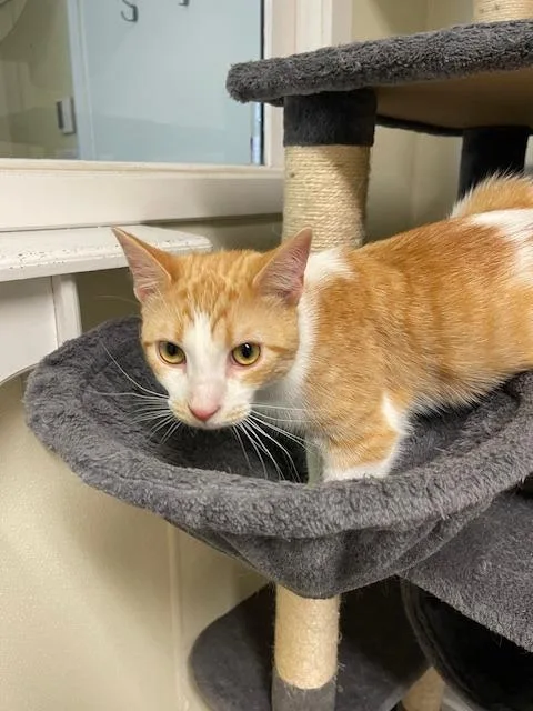 A baby medium-sized male Domestic Short Hair cat named Rory for adoption in Sandusky, OH
