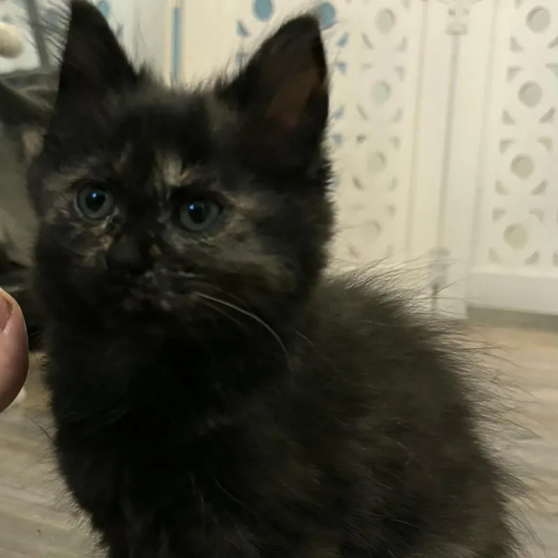 A baby small-sized female Black Domestic Medium Hair cat named Charm for adoption in Nashville, IN
